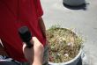 ENAINDVAJSETI DEL - Tamau botanični vrt na Bavarskem dvoru