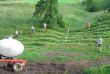 03 - ŠTALA NA SENIKU (Jerca se ni znašla s koso)