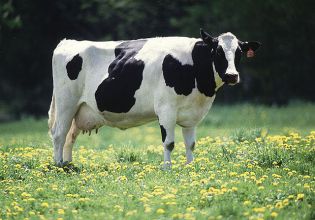 12. Oddaja