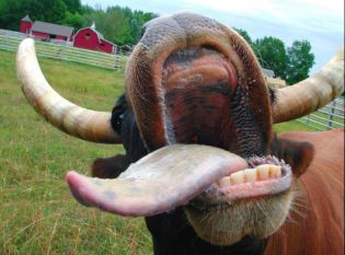 KAKO DO CNENEJŠGA MLEKA!