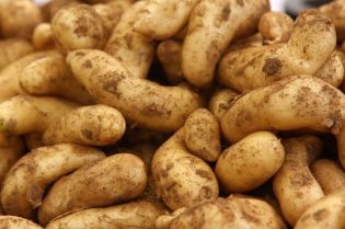 KROMPIR PA ZIMSKE GUME