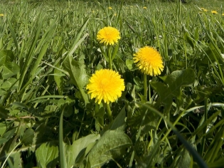 REGRAT NI ISTO, K TRAVA